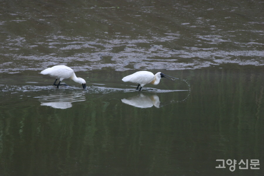 2007년 갯골에서 먹이를 찾고 있는 저어새. [사진=에코코리아]