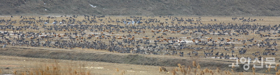 2010년 장항습지 먹이논. [사진=에코코리아]