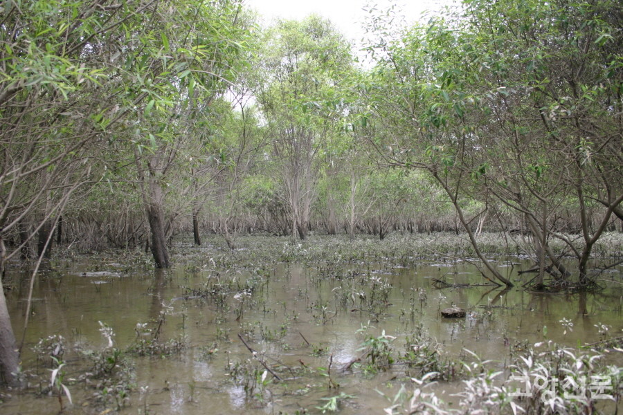 2006년 버드나무숲. [사진=에코코리아]