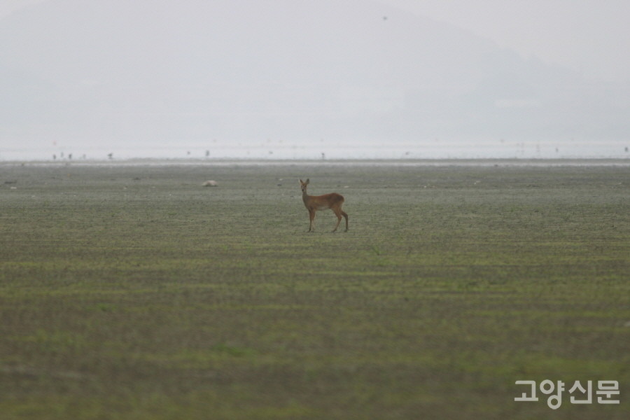 2006년 갯벌 한가운데에 서 있는 고라니. [사진=에코코리아]