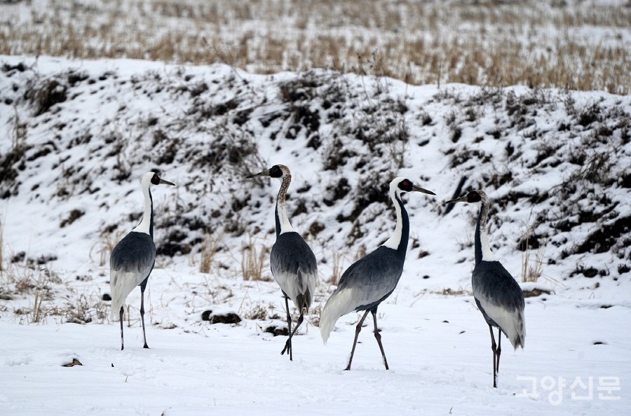 부모새와 새끼 두 마리로 구성된 재두루미 가족. [사진=박경만]