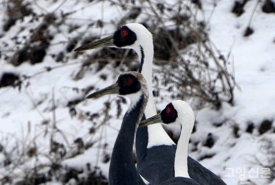 머리에 갈색 털이 남아있는 녀석이 재두루미 유조다. [사진=박경만]