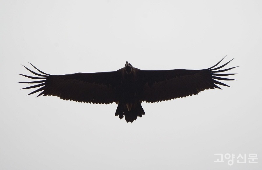 파주의 들녘에서 겨울을 나는 독수리. [사진=박경만]