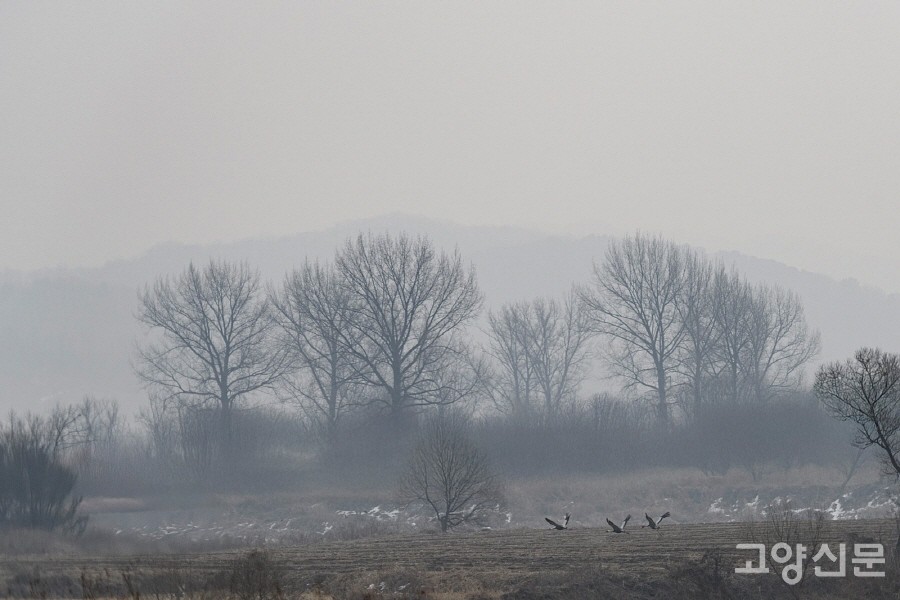 안개에 싸여 환상적인 풍광을 보여준 초평도의 숲과 들녘. 나들이에 참가한 문현집 님의 사진이다. 