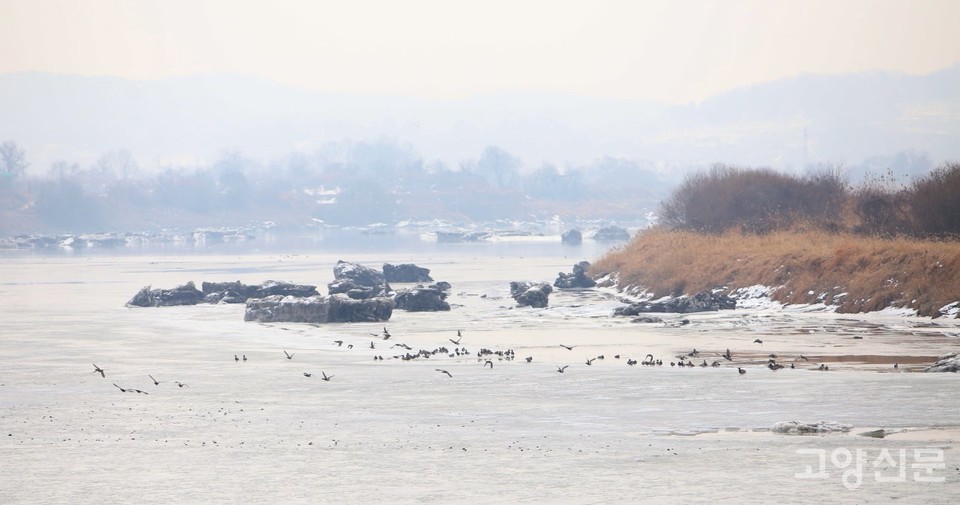 초평도 옆을 흐르는 임진강 위의 유빙들. 나들이에 참가한 나경표 님의 사진이다.