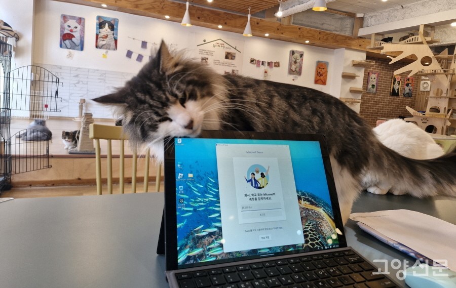 집사의 하루’ 고양이들은 유기묘, 파양묘, 구조된 고양이 등 각각 사연이 있는 고양이들이다. 