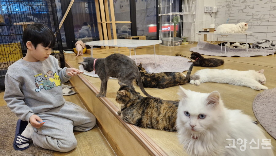 고양이와 친해지기 위해서는 억지로 다가가지 말고 조금 멀리서 바라봐 주는 것이 좋다. 고양이들의 간식인 츄르도 친해지기 좋은 아이템이다.