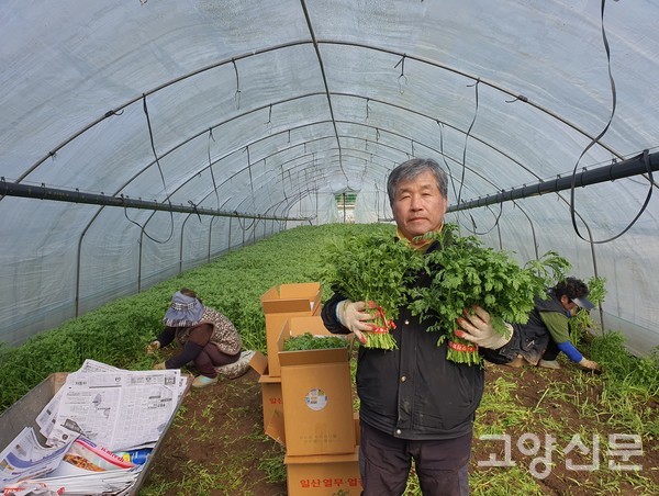 이은선 대표가 추위를 견뎌내고 튼실하게 자란 쑥갓을 들어보이고 있다.