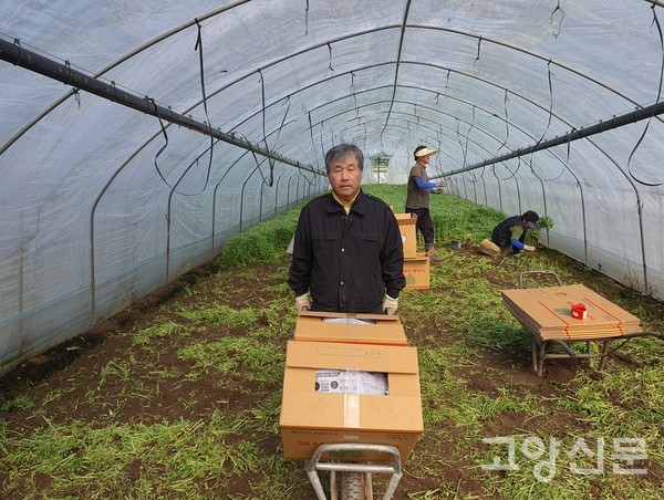 갓 수확한 쑥갓은 전용박스에 포장해 전량 서울 가락동 경매시장으로 출하한다.