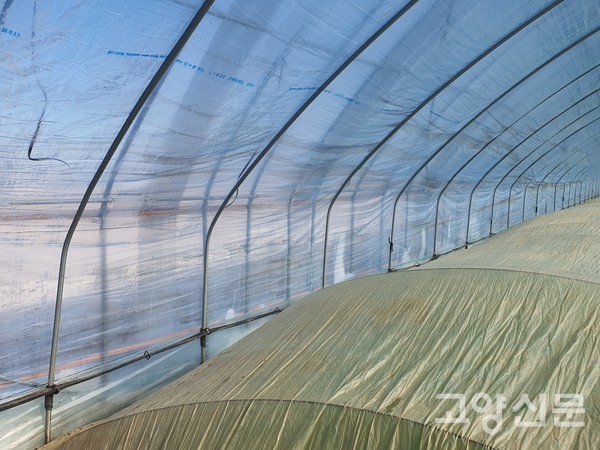 1중과 2중 비닐하우스 사이에서 지하수가 흐르며 난방을 유지한다.