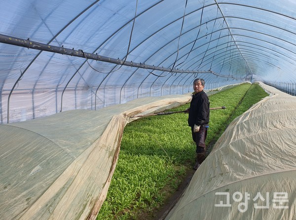 매일 오전 9시에는 쑥갓이 자라는 3중 비닐하우스를 벗겨 따스한 햇살을 받게 하고, 오후 3시면 다시 덮어서 온도를 관리한다.