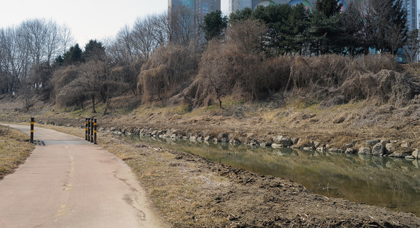 고양시의 손길이 닿지 않아 도촌천 주변의 나무에는 외래식물들이 나무를 덮어 생태계를 위협하고 있다.