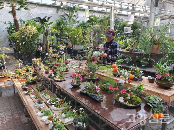 실내 야생화 매장