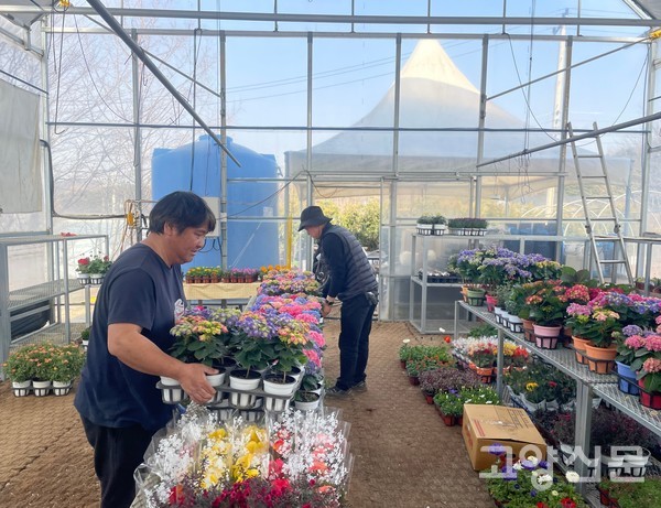 김진호 고양로컬플라워 출하회장(앞)과 강일권 센터장이 나무시장 내 비닐하우스에 초화류를 전시했다.