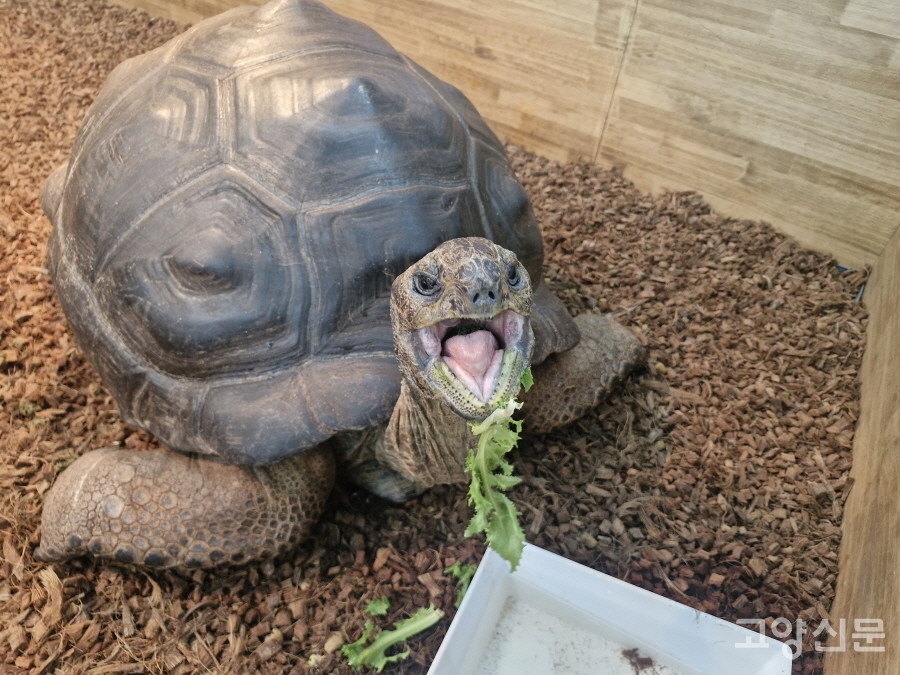 최장 250살까지 사는 알다브라 코끼리거북이. 채식으로만 300kg까지 몸이 커진다.