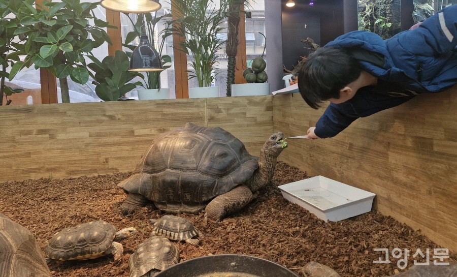 동물 먹이주기, 1일 사육사 체험을 할 수 있는 랩 아일랜드.