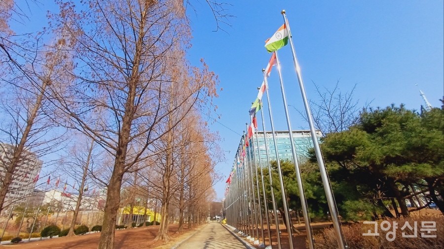 메타세쿼이아 나무와 나란히 도열한 만국기 게양대. 