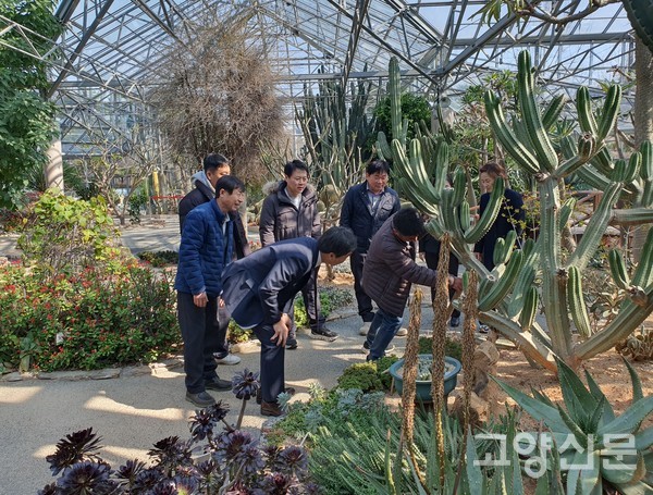 이길재 고양시 선인장연구회장이 기울어진 선인장을 지지대로 받치고 있다.
