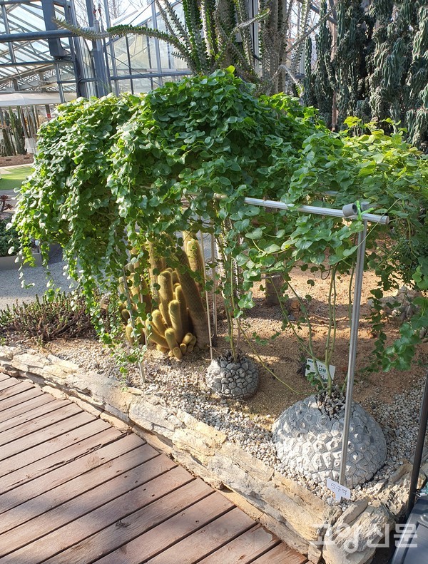 제1관에 있는 아프리카 원산지의 희귀식물 '구갑용'은 덩이줄기가 크고 단단하며, 거북이 등껍질을 닮았다.