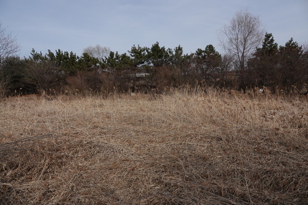 갈대로 덮여 메말라가는 습지. [사진=에코코리아]