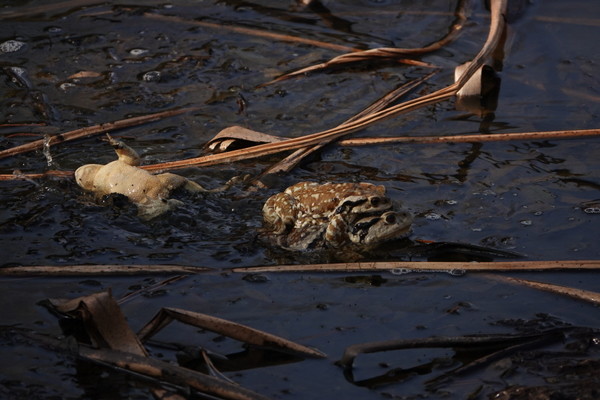 격렬한 경쟁 과정에서 나동그라진 수컷. [사진=에코코리아]