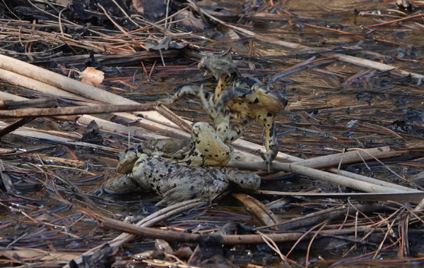 수컷끼리 뒤엉켜 서로 발길질을 하는 두꺼비들. [사진=에코코리아]