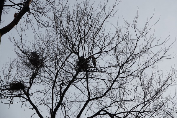 훼손 위협에 노출된 왜가리 둥지. [사진=에코코리아]
