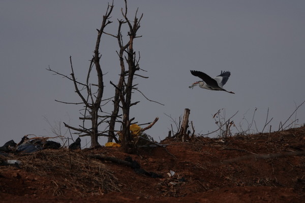 잘린 나무 사이로 둥지 재료를 물고 날아가는 왜가리. [사진=에코코리아]