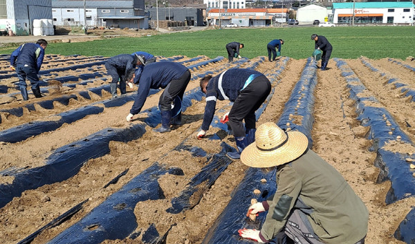 감자를 심고 있는 고봉동주민자치회와 주민들.