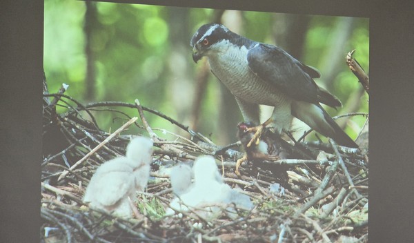 김연수 작가가 촬영한 참매의 육추 모습.