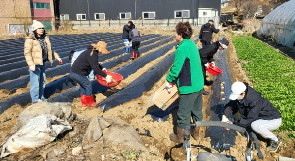 덕이동이 지역 사회공헌 활동의 일환으로 감자심기 봉사활동을 했다. 