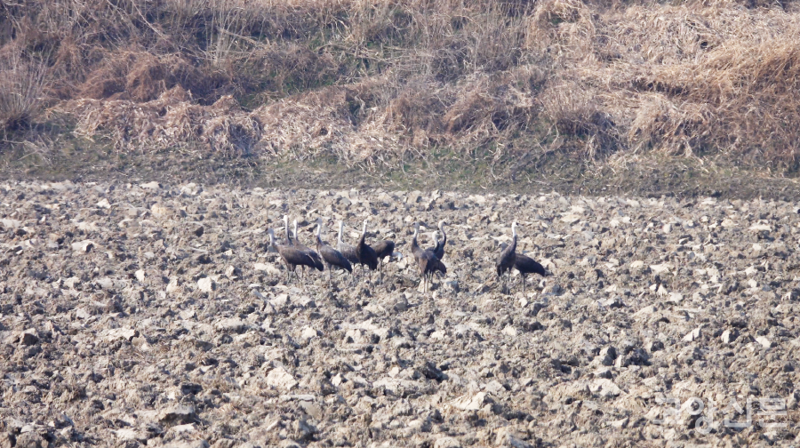 장항습지 농경지에서 먹이활동을 하고 있는 흑두루미들. [사진=최해성 기자]