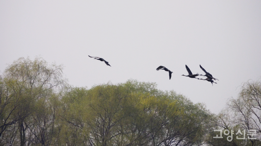 연둣빛 새잎이 돋고 있는 장항습지 선버들 숲 위를 날고 있는 재두루미들. [사진=최해성 기자]