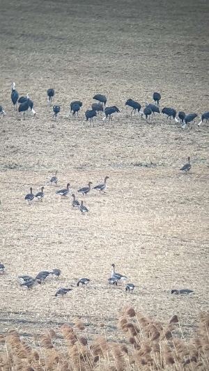 [사진제공=고양시]
