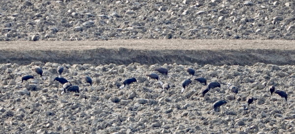 [사진제공=에코코리아]