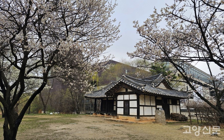 매화꽃이 흐드러지게 핀 서호정사의 봄 풍경.