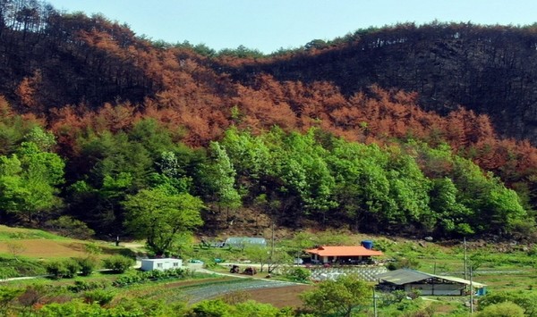 침엽수를 심은 숲(사진 위)은 불에 탔지만, 아래쪽은 활엽수가 산불 확산을 막아줬다. [사진제공=최병성]