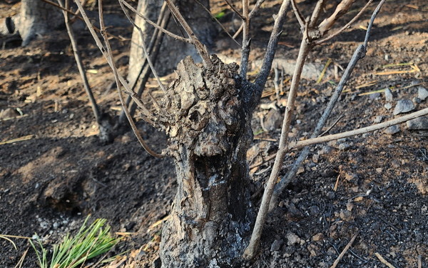 숲가꾸기로 인해 반복적으로 잘려나간 활엽수 밑동에서 새 가지가 뻗쳐나와 기형적인 모습으로 생존하고 있는 활엽수들. 최 목사는 이런 나무들로 뒤덮인 숲을 '괴물숲'이라고 명명했다. [사진제공=최병성]