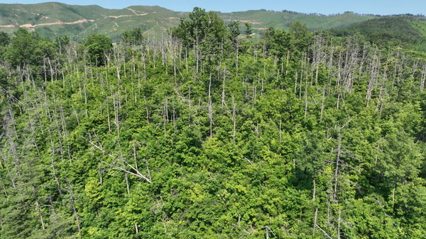 과거 대형산불이 났지만, 산주의 반대로 새로운 조림을 하지 않고 방치한 지역. 활엽수들이 빠르게 자라나고 있다. 반면 사진 뒤쪽의 침엽수 조림지역은 여전히 나무들이 제대로 성장하지 못했다. [사진제공=최병성]