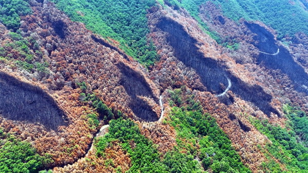 산불이 임도를 따라 옆으로 번져나간 흔적. 숲을 가로지른 임도가 오히려 바람길 역할을 한 것으로 분석된다. [사진제공=최병성]