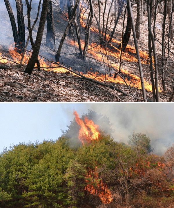 지표의 낙엽을 태우는 활엽수림의 산불과, 나무 윗부분까지 타고 올라가는 침엽수림의 산불을 비교한 사진. [사진제공=최병성]