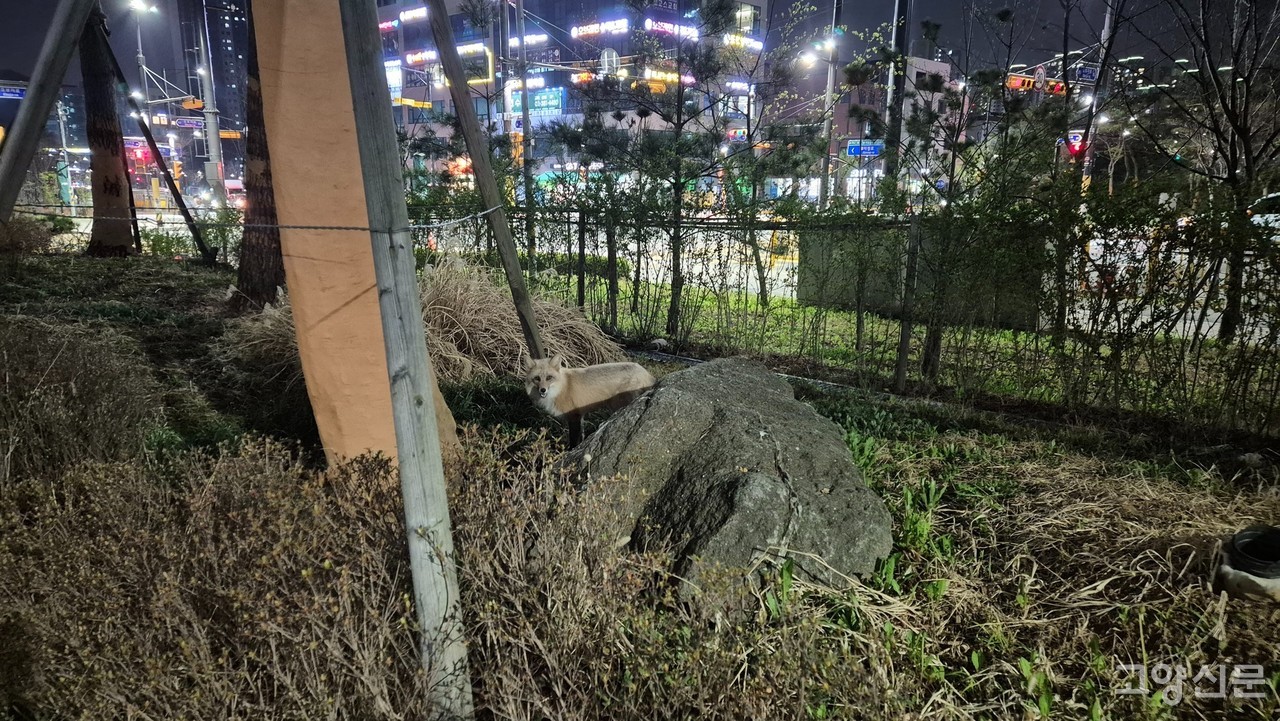 11일 저녁 8시경 덕양구 지축동 지축 나인포레 아파트 인근에서 여우가 발견됐다. [사진제공= 주민 이택준씨]