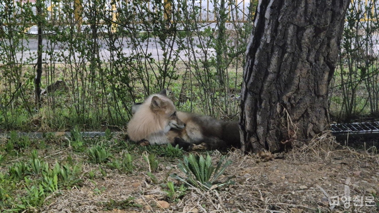 아파트 인근을 10분 정도 뛰어다니던 여우는 소방대원이 출동하자 인근 산속으로 사라졌다. 이 지역에서 여우가 발견됐다는 신고가 접수된 건 이번이 처음이다. [사진제공= 주민 이택준씨]