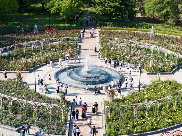 대한민국에서 가장 먼저 만개하는 장미를 만날 수 있는 '장미원'. 