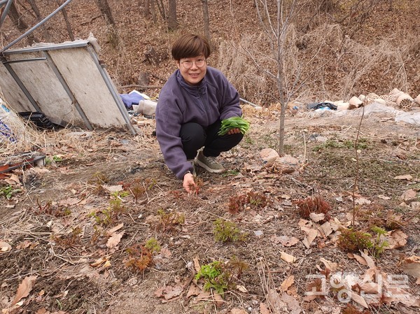 조한란 대표가 붉은색과 초록색의 '눈개승마' 새순을 살피고 있다.