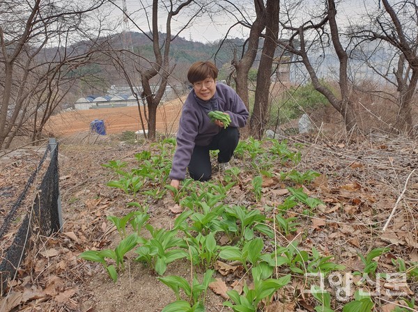 야산자락에서 싱그러운 초록색을 띠며 자라고 있는 산마늘.