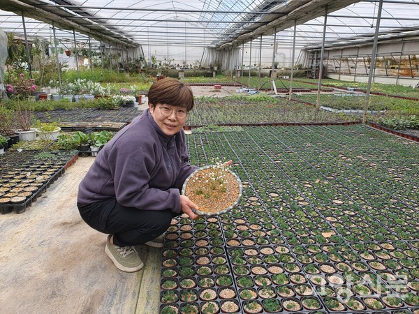 앙증스런 고산봄맞이.