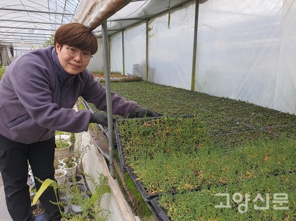 조한란 대표는 농장에서 대부분 산야초의 씨앗 파종, 삽목, 뿌리나눔을 한다.