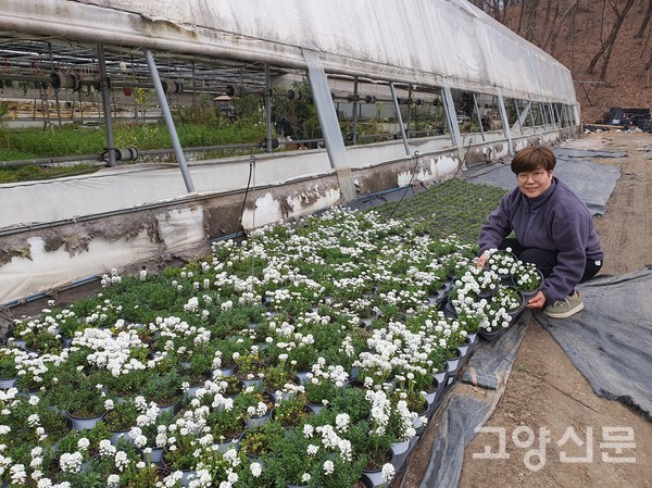 새하얀 눈꽃을 닮은 이메리스.