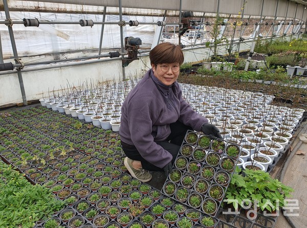 연분홍 빛깔의 제주쑥부쟁이.